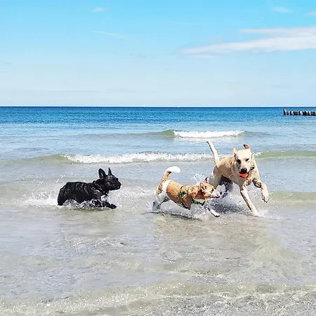 Sommersonne Haushaelfte Dom wakacyjny Fuhlendorf (Mecklenburg-Vorpommern)