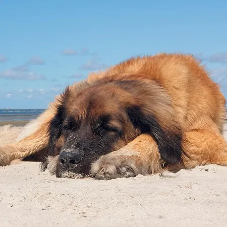 Sommersonne Haushaelfte